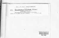 Gonatobotryum maculicola image